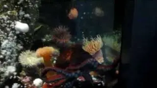 MVI_0244.MOV