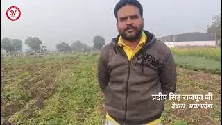 Winner Potato Variety | 100 Days | Dewas, MP / विनर आलू किस्म | 100 दिन | देवास, मध्य प्रदेश