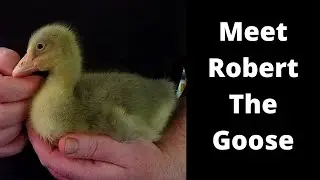 Hatching goose eggs with a broody muscovy duck