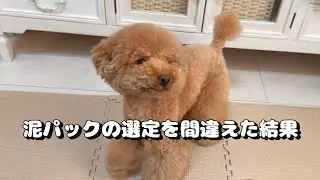 トイプードルの泥パックの選定を間違えてしまいました