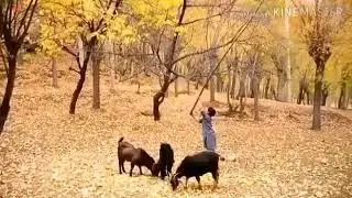 Shina best song WhatsApp status  mae hayo dazi hay mae heyai dazii by jabir khan jabir