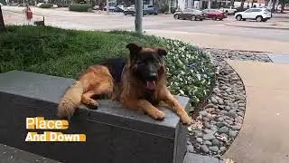 Tucker in West Village 1yr GSD Dallas, Fort Worth, DFW dog trainer.