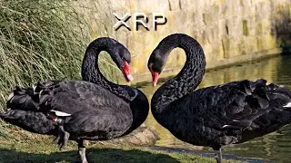 Только что анонсирован XRP BLACKSWAN !!!!!