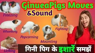 Read Guinea Pigs body language - Sound & Moves Meaning