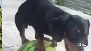 Animals talent
