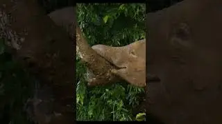 Самые маленькие слоны в мире #животные #звери #природа