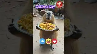 chicken way চিকেন ওয়ে #funny #funnyanimal #highlights #comedy #viralvideo #trend @waqasahmedyt