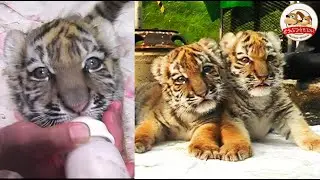 【世界初】育児放棄と障害…瀕死の赤ちゃんアムールトラを人工哺育で育てた釧路市動物園の物語（タイガとココア・前編）【どうぶつ奇想天外／WAKUWAKU】