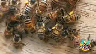 Polen.#elfantasmitawily #apicultura #abejas #apicultores #apicultor #bees #chaparritasbeescajamarca