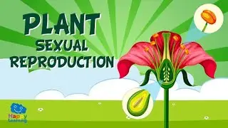 Sexual reproduction in plant #@Education king #