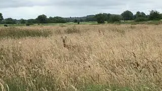Mother and fawn
