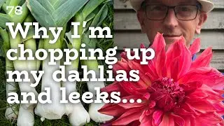 Dahlia Propagation & Vegetable Seedlings