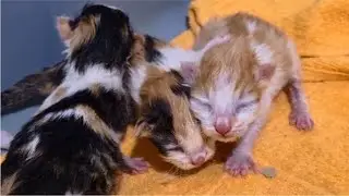 Tiny Baby Kittens LEARNING TO WALK for the first time! so cute and funny