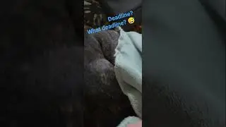 Working from home with dogs 🤣