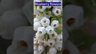 Blueberry flowers