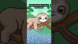 Did you know a sloth&rsquo;s metabolism is even slower than a snail&rsquo;s? 🦥