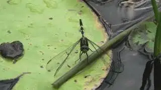 Slender Skimmer 11