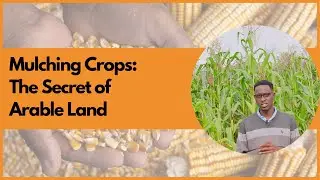 Mulching Crops: The Secret of Arable Land