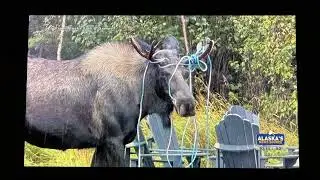 Clip from My Video of Bull Moose Fighting & Clashing Horns Featured on Tonight&rsquo;s Broadcast TV News
