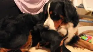 Ällön söpö pentu :3