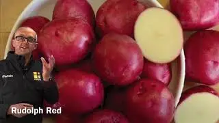 Grow your Own Potatoes!  Paraic's Top 3 Varieties of Seed Potatoes