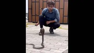 DANGEROUS RESCUE🐍#snake #snakerescue #cobra #wildlife #shorts #trending #reels #viral #video #india