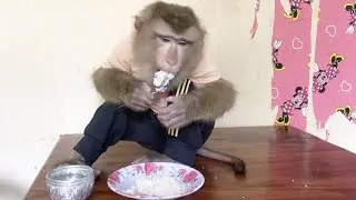 Clever Jason Contented Delicately Chew Rice Show Maturity To Mom