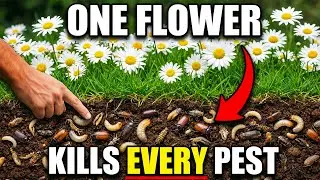 Every Bug Spray Copied This Flower. Why Don&rsquo;t You Know Its Name?