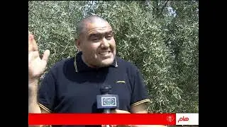 البويرة - زراعة أشجار الزيتون إستثمار بيئي وفلاحي