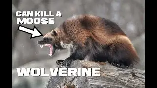 Wolverine Facts - The Northern Furry Fury - Animal a Day W Week