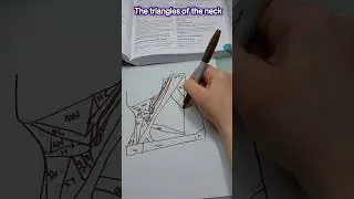 Dr Fox Quick draw anatomy: The contents of the triangles of the neck #learnanatomy #quickdraw #neck