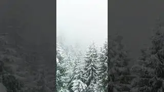 Winter Wonderland: A Drone's-Eye View of Snowfall in a Pine Forest