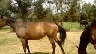 CONNERSRACING-RUBITON FILLY