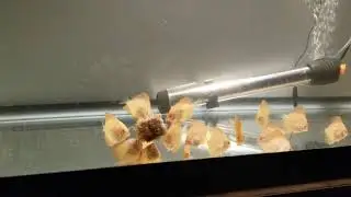 Discus Fry Week 6