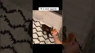 Везение уровень:" Я " #юмор #смехдослез