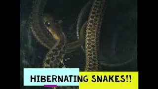 Checking on hibernating snakes!