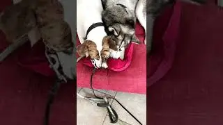Pitbull and Siberian husky destroy pillow in tug of war.