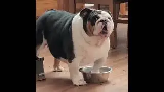 WHERE IS THE FOOD
