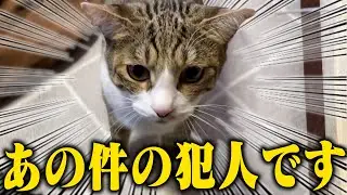 例の猫とはまだちょっと距離ある感じ