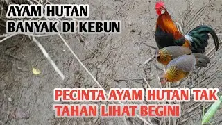 PECINTA AYAM HUTAN TAK TAHAN LIHAT KONDISI BEGINI 