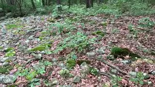 Indian Hill - stone walls site - Southfields, NY - massive stone pile