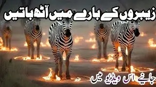 facts about zebra | zebron ke bare mein jankari |Animal Information