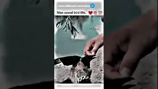 Man saved bird life.....😭💔 motivational status #motivation #whatsappstatus #youtube #attitude