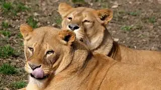 Domestic & Wild Animals | Satisfying Nature Compilation