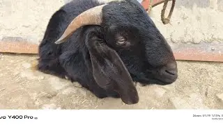 Mai Shadi main Katne se back gya Dosto