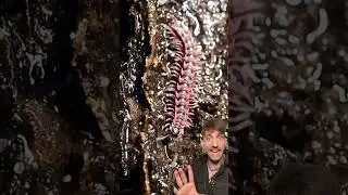 Meet the Dragon Millipede 👀