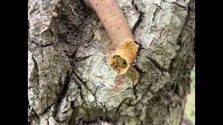 Assassin bugs use a tool to capture prey