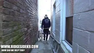 Environmental Conditioning - Dog Training for Stability and Control