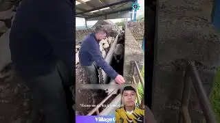 OMG, You Gotta See This GIANT Wave of Fluffy Sheep! 😂 My Brain is So Happy Watching This! #sheep