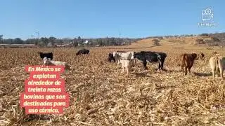 GANADO Raza  TORO CEBU ANGUS  CHARBRAY, RENTITA, NOVILLO ETC de Engorda en el Potrero CAMPESTRE
